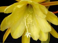 Thumbnail of 1872_Epicactus Hybride gelb_20150608_02(1).JPG